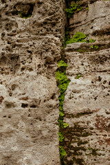 moss in stone