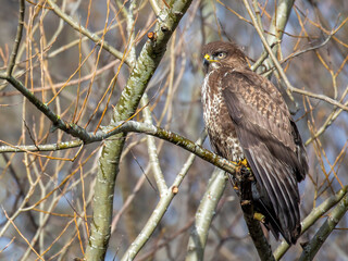Common buzzard, Buteo buteo, close up perched within a tree with branches and twigs background taken during winter in scotland. - 409677749