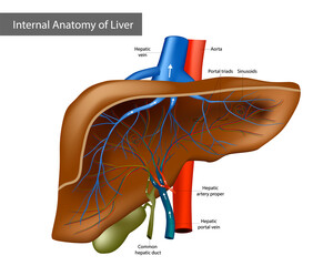 Internal Anatomy of Liver. Medical Illustration Human Anatomy