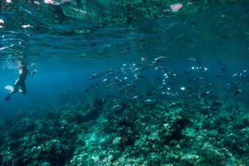 School of tuna fish and woman snorkeling in transparent ocean