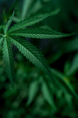 Fototapeta na wymiar Growing cbd thc cannabis. Green sativa background. Marijuana green herb leaves.