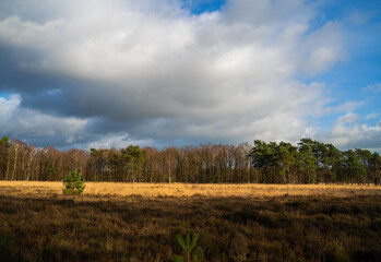 Obraz premium Heath landscape in winter in Netherlands 