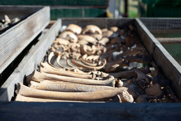 Unearth human remains at archaeological site