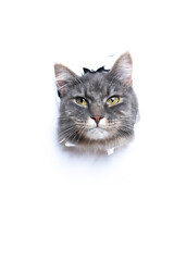 Obraz premium curious gray white maine coon cat sticking head through torn paper with copy space looking at camera