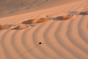Fototapeta na wymiar Spuren eines Wüstenkäfers im Sand der Sahara