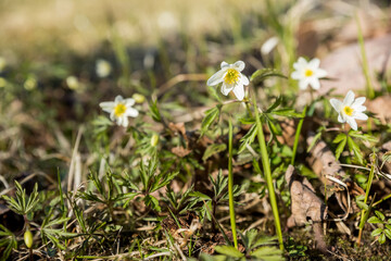 Springtime ,beautiful flower. Snowdrop ,anemone.First Anemone flowers in the spring forest.white flowers in the botanical garden. Spring concept