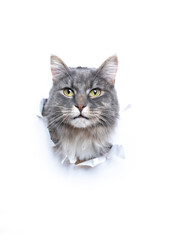 blue tabby maine coon cat sticking head through hole in white torn paper looking at camera with copy space