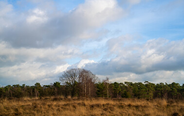 Heath landscape in winter in Netherlands with oak and birch trees
