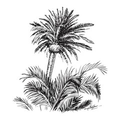 Hand Drawn Sketch Palm Vector Illustration tree