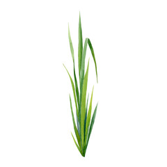 Realistic green grass with elegant leaves watercolor illustration. Green natural plant stem on white background. Hand drawn wild forest herb element. Botanical field or river grass element image.