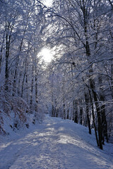 Waldweg im Winterwald