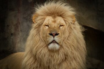 A lion in closeup