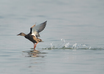 Mallard ducks takeoff at Tubli bay, Bahrain