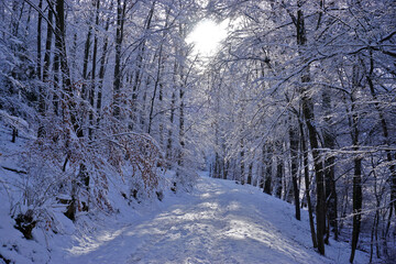 Waldweg im Winterwald