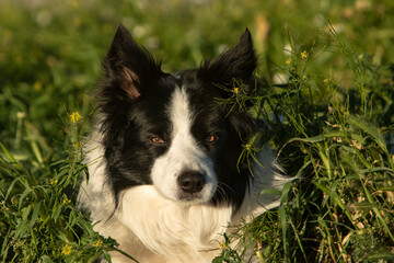 Perro Border Collie