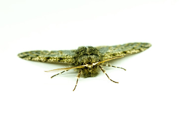 Pale brindled moth Phigalia pilosaria isolated on white background. male animal insect Lepidoptera Geometridae