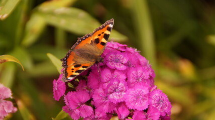 butterfly on flower