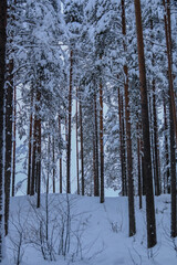 Russia,Republic Of Karelia,Kostomuksha.Tall pine trees grow on the hill. January, 28. 2021