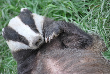 Badger asking for a belly rub
