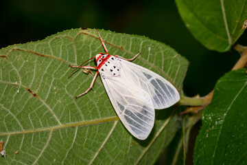 Walker's Frother (Amerila rubripes)