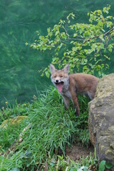 Yawning fox