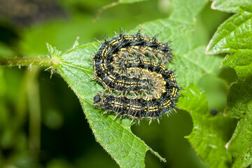 Small Tortoiseshell caterpillar (Aglais urticae)