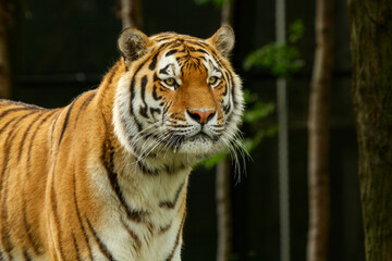 Fototapeta na wymiar Closeup Tiger