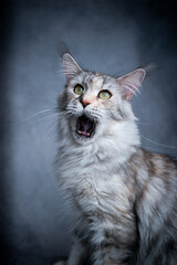 funny maine coon cat with open mouth meowing or screaming with copy space on concrete background