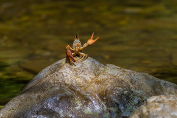 Gambero di fiume