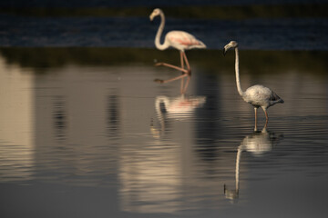 Greater Flamingos in the morning with beautiful reflection on water at Tubli bay, Bahrain