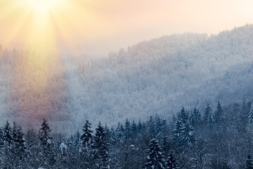 Forest in the snow at sunset, mountains of Gorski kotar, Croatia
