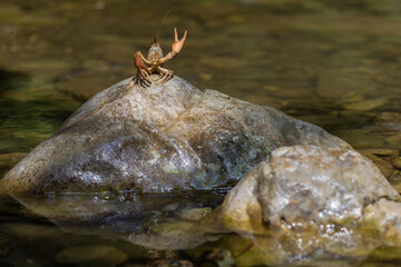 Gambero di fiume