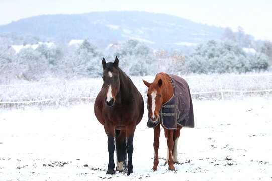 dwa konie  jeden w derce na zimowym pastwisku