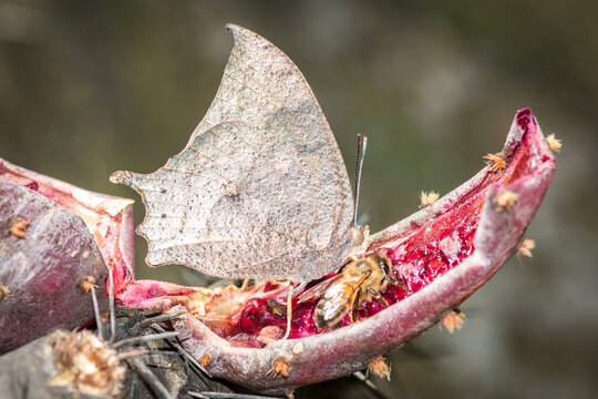 Tropical Leafwing (Anaea aidea)