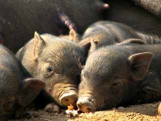 cloase up little black pigs sleeping