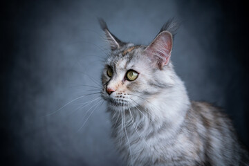 beautiful maine coon cat portrait on gray concrete background with copy space