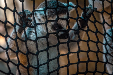 Lemur a través de la red