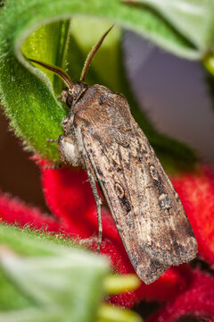 Ipsilon Dart (Agrotis ipsilon)