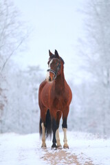 piękna gniada klacz pośród oszronionych drzew © Daria