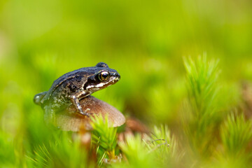 frog in the grass