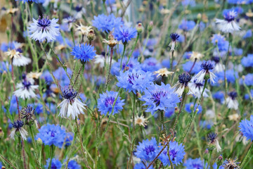 Obraz premium Blue cornflower (bachelor's button) in flower during the summer