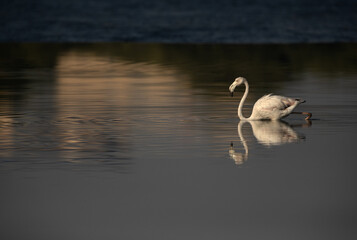 Fototapeta premium Greater Flamingo in the morning at Tubli bay, Bahrain