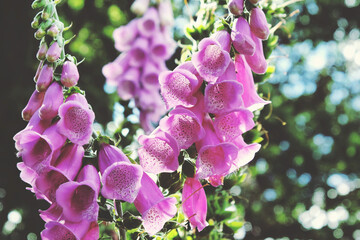 Digitalis pink foxglove in flower during the summer months © Alexandra