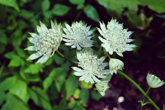 Astrantia masterwort major 'Shaggy' blooming in the sunlight