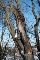 Interesting tree trunk with bird-like details in Swedish winter