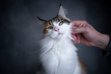 male hand stroking head of white calico maine coon cat on gray concrete background with copy space - obrazy, fototapety, plakaty