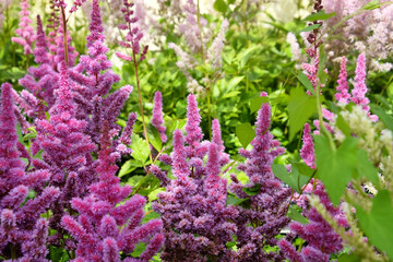 Obraz premium Astilbe pink ' 'obergartner jurgens arendsii' in flower in the summer months