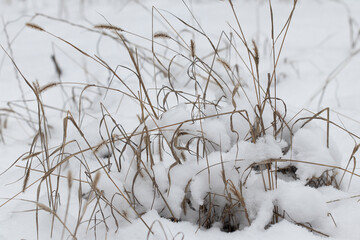 Dry grass in the winter forest.