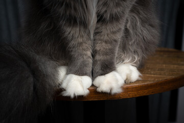 detail shot of gray cat's white fluffy paws sitting on wooden table