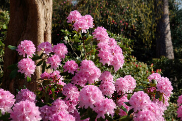 The pink blossom of Rhododendron scabrifolium var spiciferum in the spring sunshine